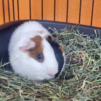 Rescue Guinea Pig Guinea Pigs for Adoption in Brockton, Massachusetts - Cookie | PetCurious